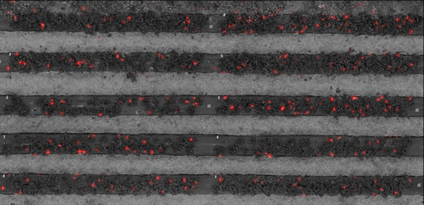 testbeeld met bloemdichtheid als rode laag over monochrome versie