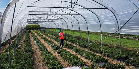 Automatic counting on aerial images: strawberry flowers