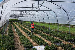 Automatic counting on aerial images: strawberry flowers